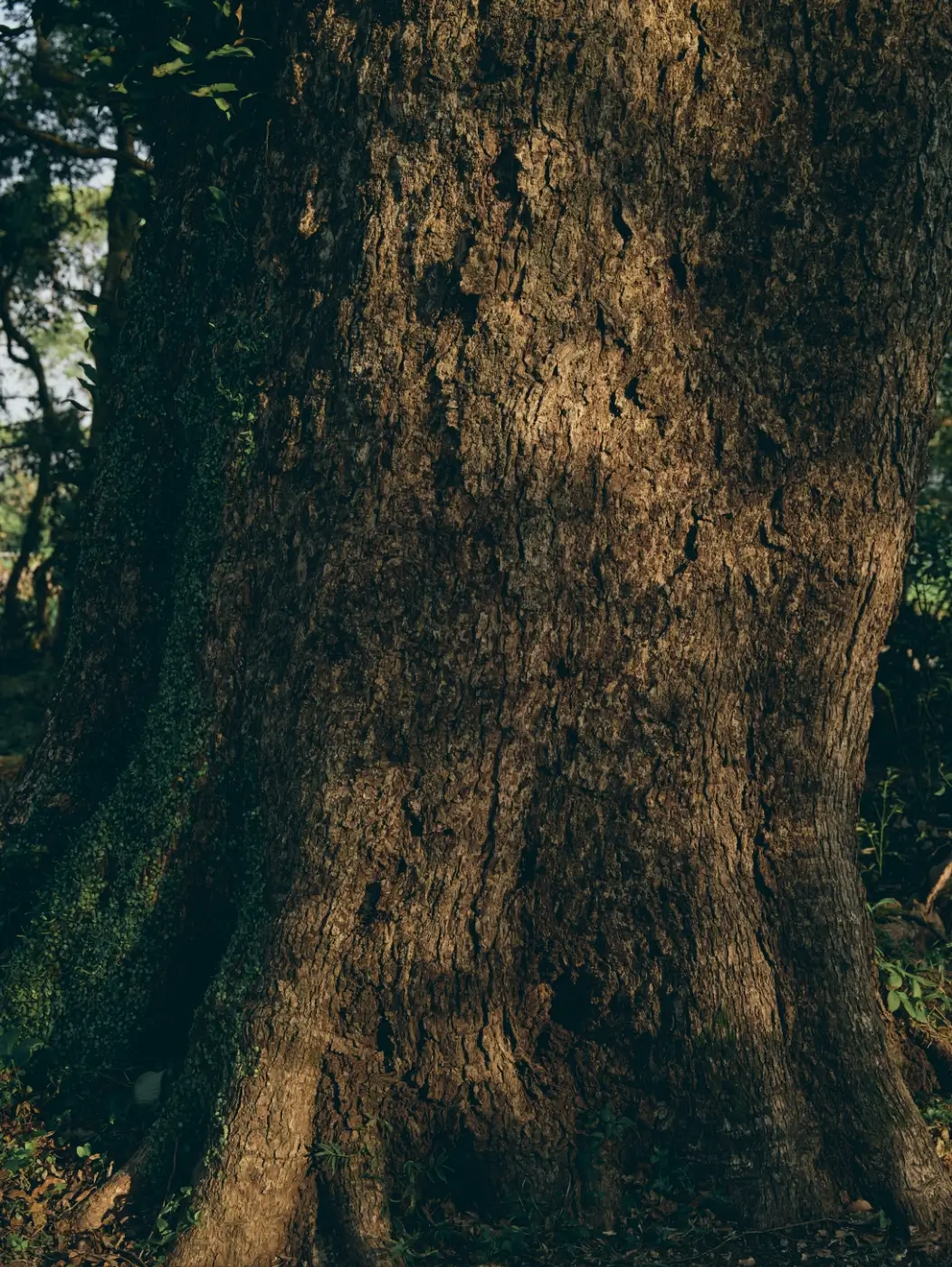 私は今この瞬間、100年前、2023年、してまだ淹れていないすべてのコーヒーを同時に味わっているのです。